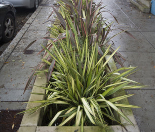 Holloway Rain Gardens Planting